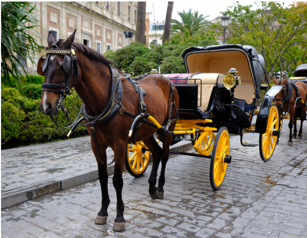 A big brown horse stands while hooked up to a big black and yellow carriage. 
