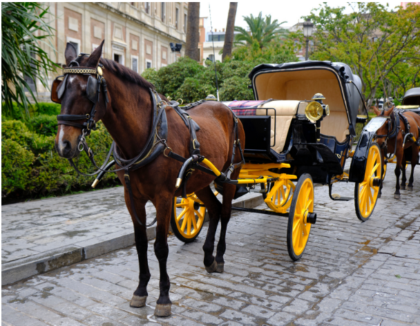 A big brown horse stands while hooked up to a big black and yellow carriage.